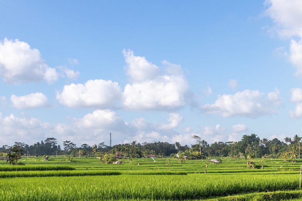 Palm-fringed rice terraces in the Bali interior
