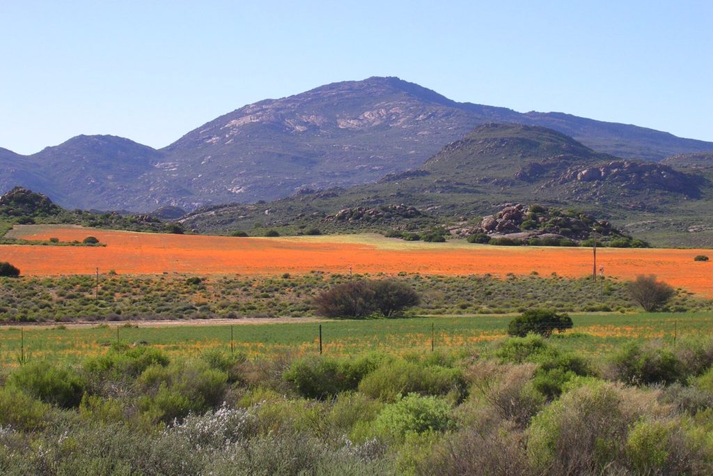 Chasing the Namaqualand Flowers in Springbok