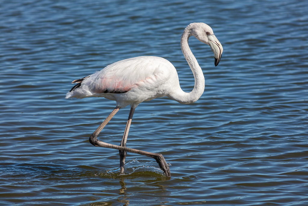 Where to See Flamingos at Walvis Bay, Namibia